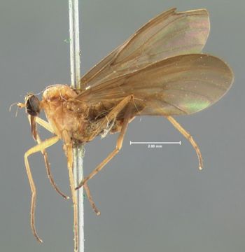 Media type: image;   Entomology 1122 Aspect: habitus lateral view